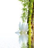Asiatisk elegans med lotus och bambu