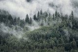 Dimhöljd skog vid bergssluttning