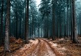 Dimhöljd skogsstig i höstlandskap