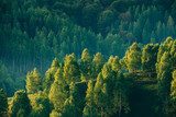 Grönskande bergssluttning i solsken