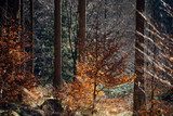 Höstens guld i skogens sken