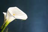 Kontrastfull skönhet i enkel blomma