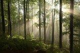 Morgonsolens mjuka ljusspel i skogen
