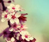Närbild på skira körsbärsblommor