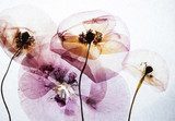 Skira blommor i lila toner
