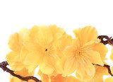 Soliga vårblommor i mjukt ljus