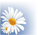 Sommarens vita prästkragar i närbild