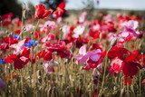 Somrigt vallmofält i blom