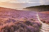 Stig genom lavendelfält i gryningen
