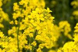 Strålande gula blomsterfält