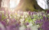 Vårängens ljusa blomsterprakt