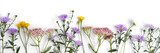 Vårens blomsteräng i bästa form