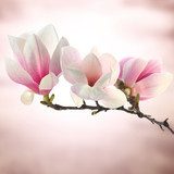 Vårens magnoliadröm i ljusa toner