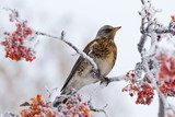Vinterfågel bland frostiga rönnbär