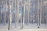 Vinterljus i snötäckt björkskog