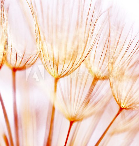 Abstract dandelion flower background