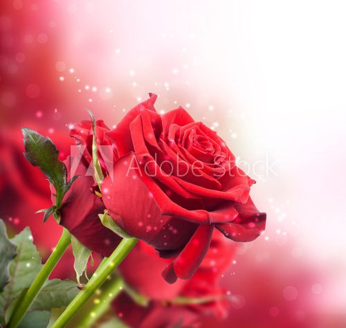background with red roses