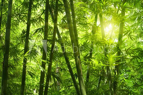 Bamboo forest.