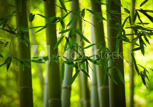 Bamboo forest background