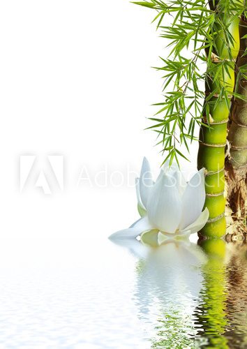 bambou asiatique et lotus blanc