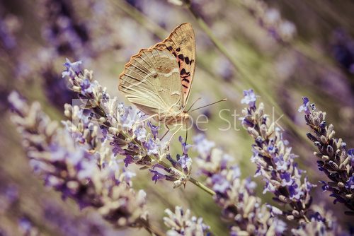 Beautiful butterfly sitting on lavender plants