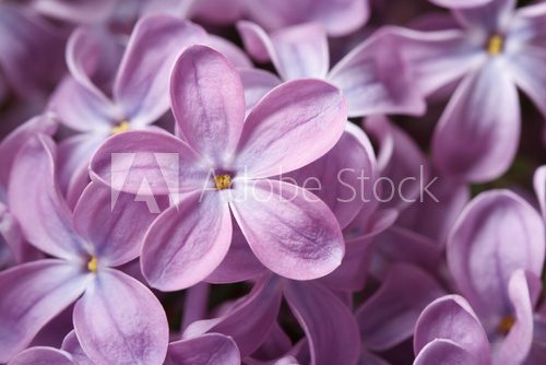 beautiful floral background of  purple lilac macro