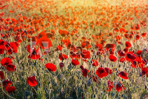 beautiful morning poppy field