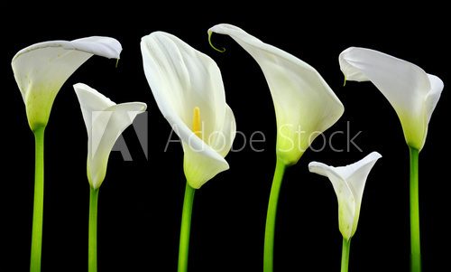 Beautiful white Calla lilies on black background