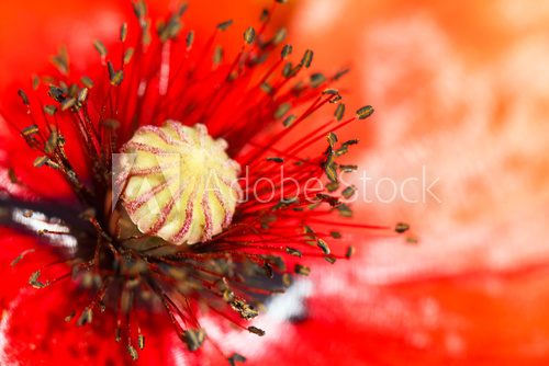 blooming red poppy flower macro