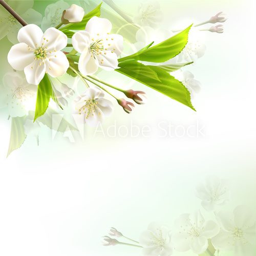 Blossoming tree branch with white flowers