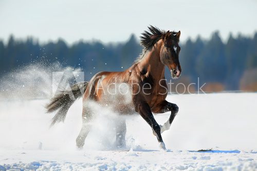 Brown horse runs in winter landscape