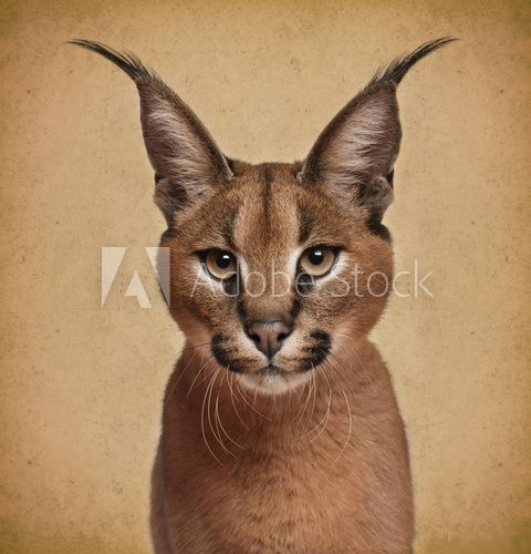Caracal, 6 months old, in front of brown background