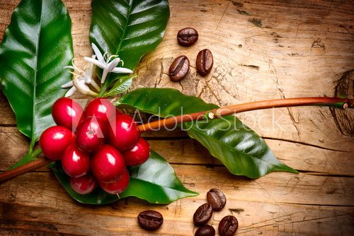 Coffee Plant. Red coffee beans on a branch of coffee tree