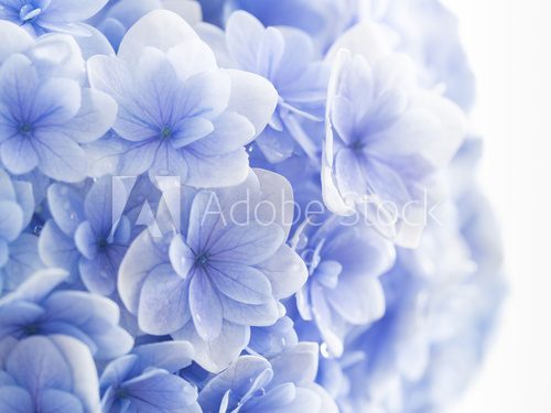 淡い青紫の紫陽花