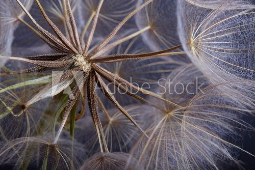 Dandelion seed. Closeup