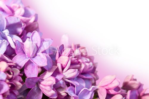Delicate floral background with flowers of lilac.