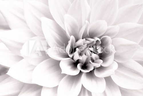 Details of white dahlia fresh flower macro photography. Black and white high key photo emphasizing texture, contrast and intricate geometric floral patterns.