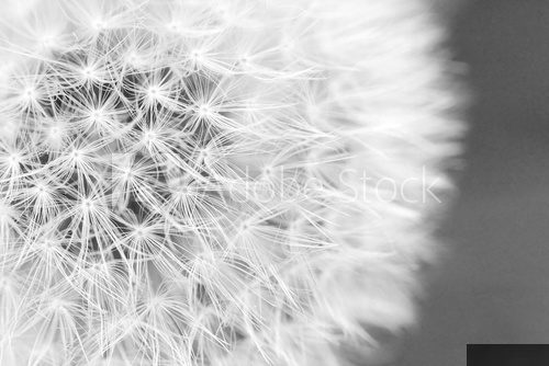 The Dandelion background.