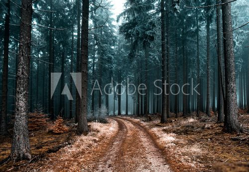 Cold Frozen Woodlands