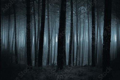Dark foggy forest