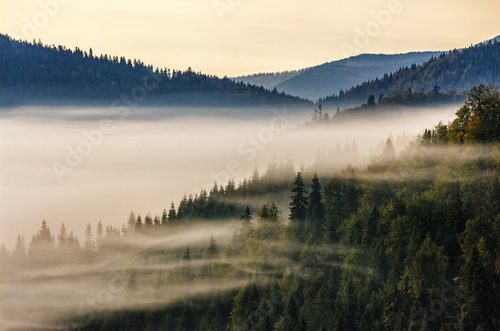 spruce forest on mountain hill side in fog on sunrise