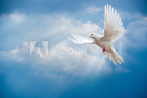 Dove in the air with wings wide open