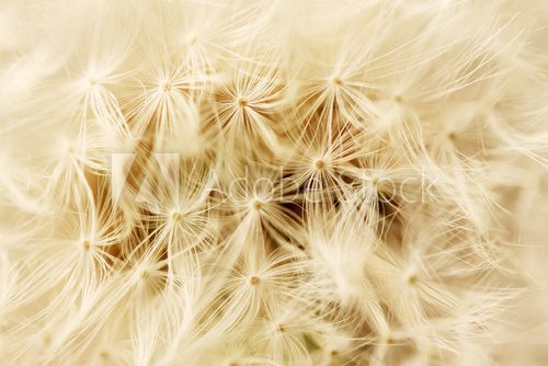 Detail of the Dandelion on the black Background