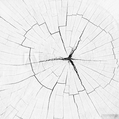 Dry old cracked tree stump texture