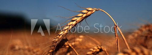 Epi de blé