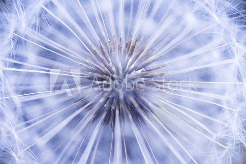Dandelion seeds