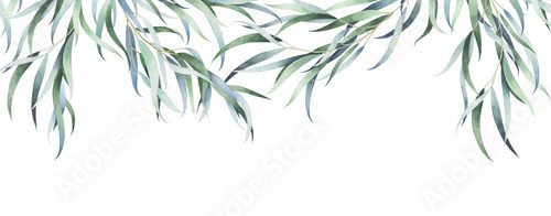 Eucalyptus branches isolated on white. Watercolor hand drawn illustration.