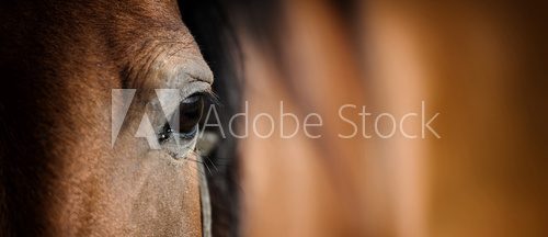 Eye of Arabian bay horse