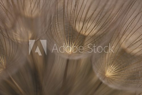 Floral, abstract side extreme closeup view of dandelion seed, golden light, details, artistic.