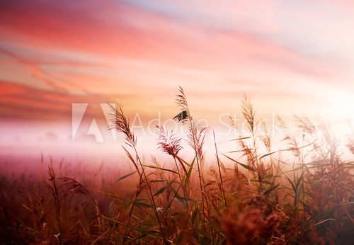 Foggy Landscape.Early Morning Mist.